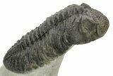 Huge Phacopid (Drotops) Trilobite - Issoumour, Morocco #363269-3
